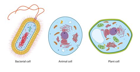 What Are Cells Made Of? » ScienceABC