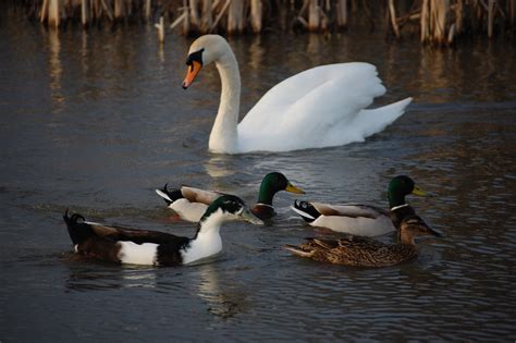 Swan vs Ducks at The Perchy | Jim Ramsay | Flickr