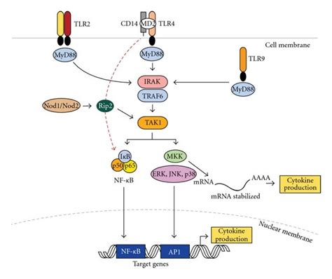 Pattern recognition receptors and innate immune signaling. TLR-2,... | Download Scientific Diagram