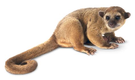 Kinkajou Facts | What Do Kinkajous Eat? | DK Find Out