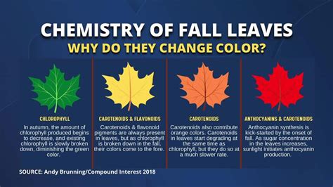 Science Sundays: Why Do Leaves Change Color in Autumn