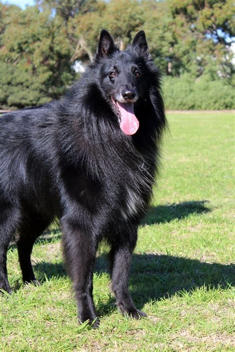 Groenendael Breed Information and Photos | ThriftyFun