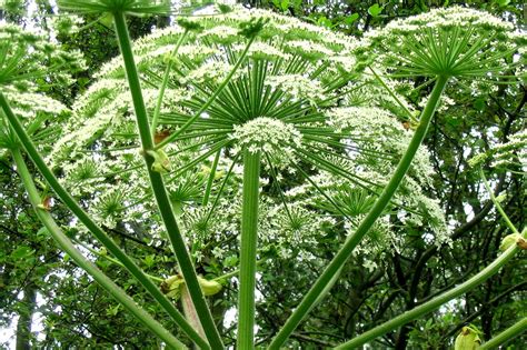 Giant Hogweed Poisoning in Horses - Symptoms, Causes, Diagnosis, Treatment, Recovery, Management ...