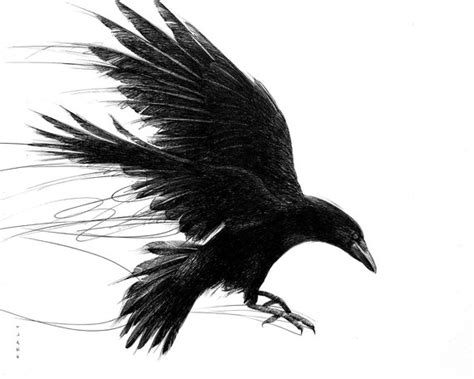 Corbeau Dessin