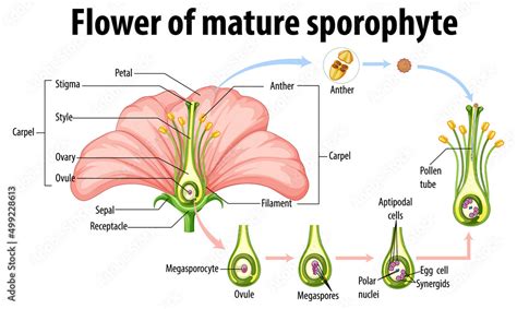 Diagram showing flower of mature sporophyte Stock Vector | Adobe Stock