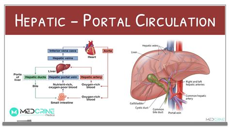 Hepatic-Portal Circulation Physiology Explained - YouTube