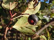 Category:Crataegus douglasii (fruit) - Wikimedia Commons