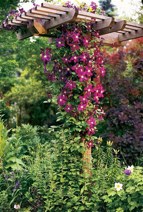 Few vines offer the versatility of climbing clematis. There are ...