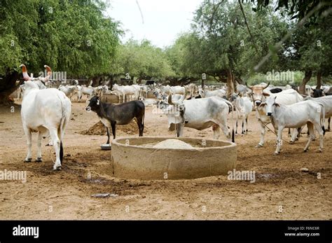 Cow protection goshala pathmeda godham, sanchore, rajasthan, india Stock Photo: 90210367 - Alamy