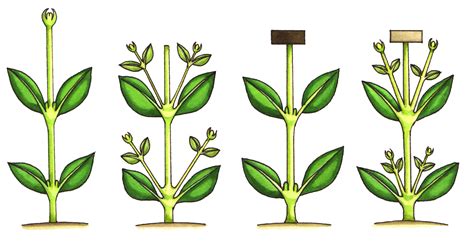 Auxin and growth diagram - Lizzie Harper