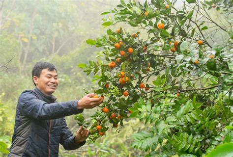 Người Mường ở Pà Ban thu nhập tiền triệu mỗi ngày nhờ cây quýt hôi | Báo Dân tộc và Phát triển