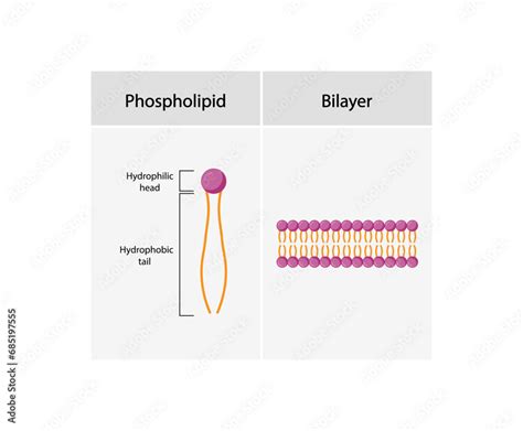 Lipid bilayer. Phospholipid Molecule Structure. Hydrophilic Head which is a polar head and ...