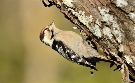 Hawfinch Facts: Identification, Diet, Migration Info etc. - Binocular Base