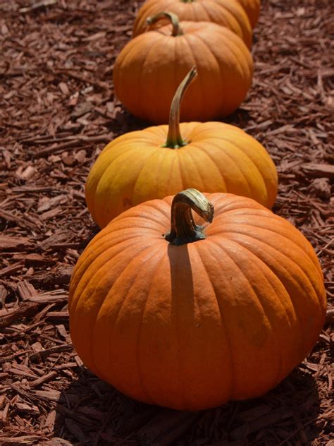 growing sugar pumpkins in containers