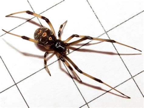 Latrodectus (Theridiidae) Picture Thread | Page 37 | Arachnoboards