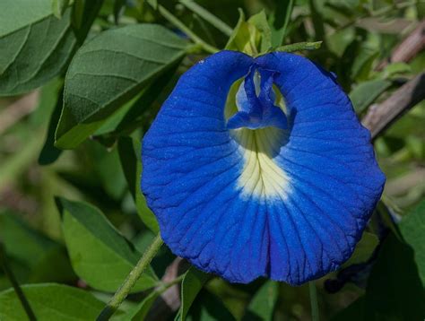 blue flowers - Google Search | Butterfly pea flower, Pea flower ...