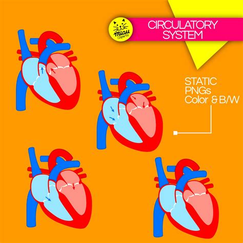 Circulatory System Clipart Animated Gif png | Etsy