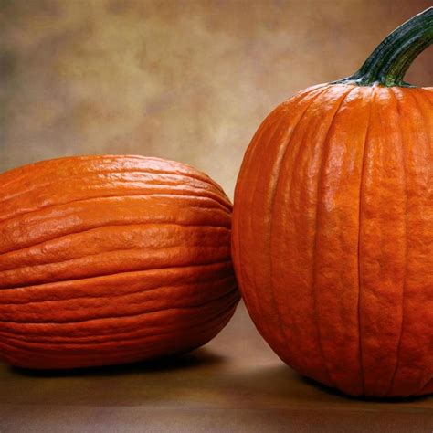 Cucurbita maxima 'Big Deal' Pumpkin | Garden Center Marketing