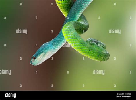 Blue pit viper hi-res stock photography and images - Alamy