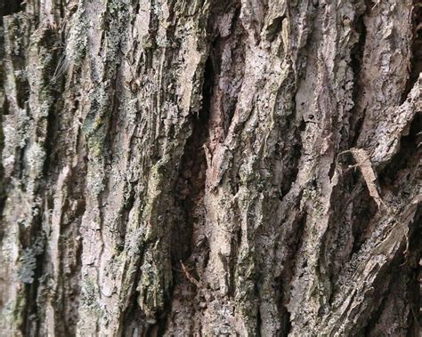 Free picture: walnut, tree, bark