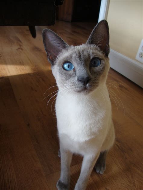 My beautiful blue point siamese | Siamese cats, Blue point siamese ...