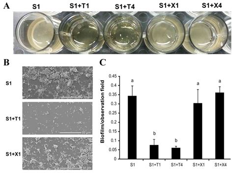 D‑Tagatose inhibits the growth and biofilm formation of Streptococcus mutans