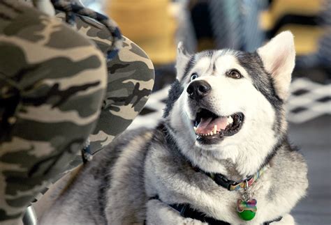 Veteran Services - Animal Rescue Foundation - Pets and Vets