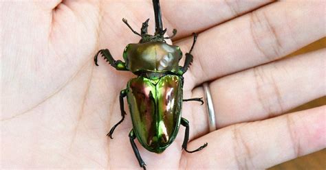 Rare rainbow stag beetle with both male, female characteristics found ...