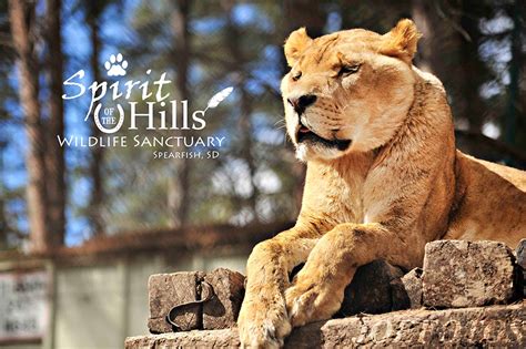 Spirit of the Hills Wildlife Sanctuary, Spearfish ⋆ All About the Black Hills