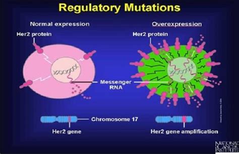 HER2| Breast Cancer |Gastric Cancer | Lung Cancer | OriGene