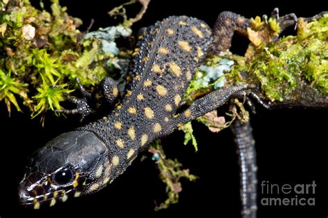 Yellow Spotted Tropical Night Lizard Photograph by Danté Fenolio