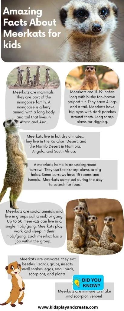 Amazing Meerkat Facts for Kids - Kids Play and Create