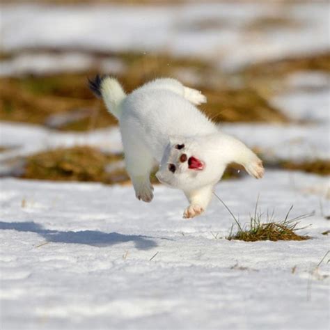 NETN Species Spotlight - Short-tailed Weasel (U.S. National Park Service)