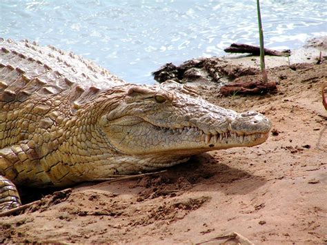 crocodile - tsavo east park | Kenya safari, African animals, Wildlife ...