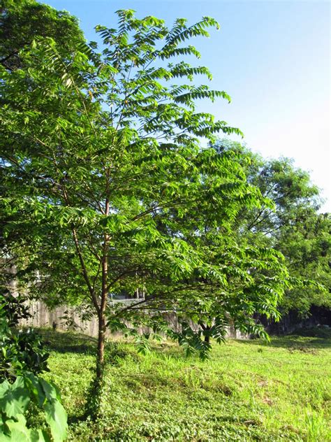 The Curly Cook: Of Trees and Memories