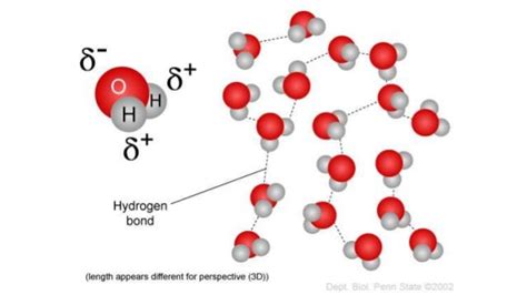 Hydrogen bonding in h2 o