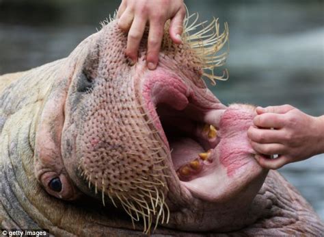 Open wide! Baby walrus gets its teeth inspected as German zoo gives young residents a health ...