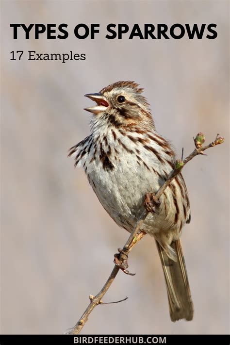 Sparrow Bird Identification Chart