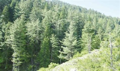 Green Pakistan Programme: Forestation projects in GB