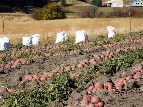 About Organic Seed Potatoes | Mountain Spring Farms