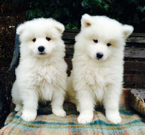 Samoyed For Sale in Durham County (1) | Petzlover