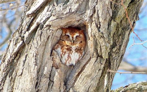 Owls of the Arboretum - Arnold Arboretum | Arnold Arboretum