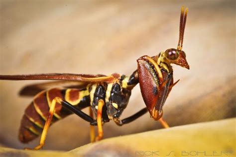 Wasp Mantidfly; Climaciella brunnea; Jacksonville, Florida, USA | Wasp ...