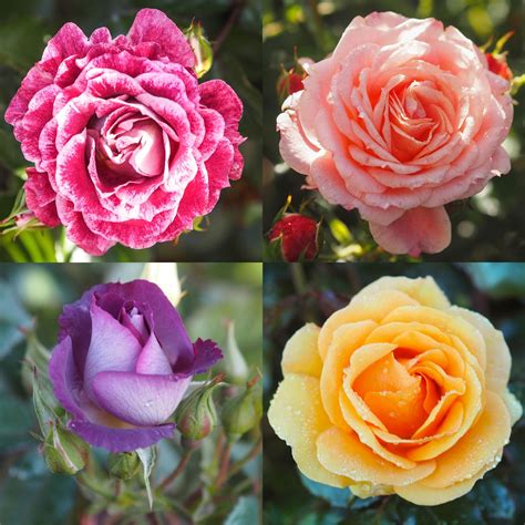 Floribunda Rose Container Collection | The Fragrant Rose Company