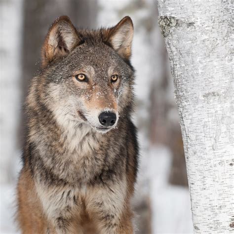 Wolf Reintroduction on Colorado's Western Slope | UC Ranch Properties