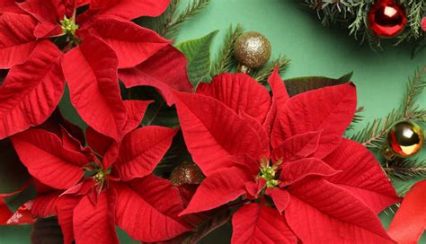 Poinsettia Plant Care - How to Grow Poinsettias