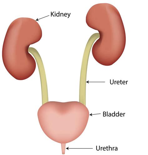 What Is a Urethral Caruncle? (with pictures)