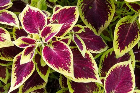 Coleus Blumei Plant Care & Growing Basics: Water, Light, Soil ...