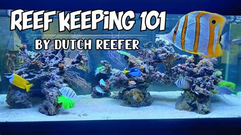 Reef Keeping 101 | Copperband Butterflyfish Care Guide - YouTube