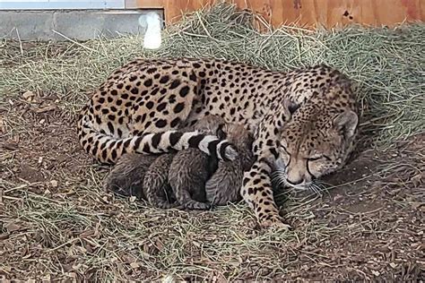 omaha henry doorly zoo & aquarium Omaha zoo and aquarium announces birth of four cheetah cubs